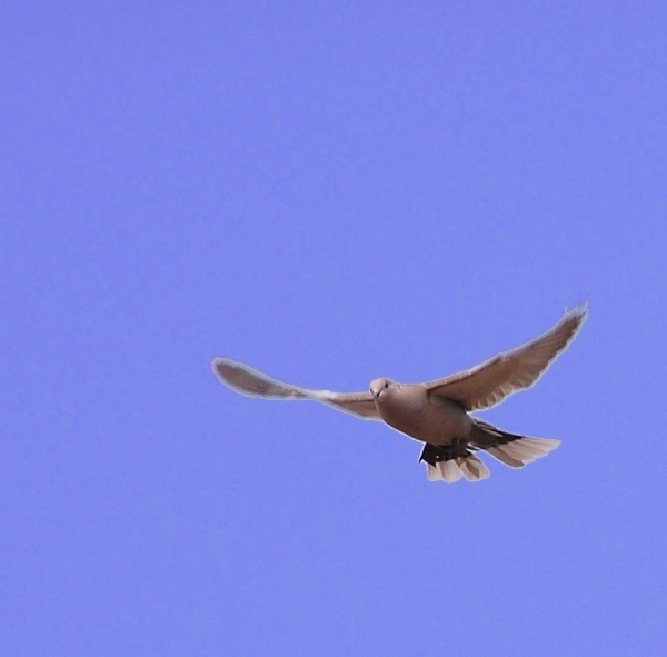 Tortora dal collare orientale - Streptopelia decaocto